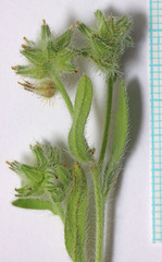 Cryptantha torreyana