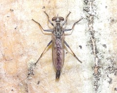 Cerdistus fuscipennis