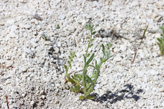 Cryptantha torreyana