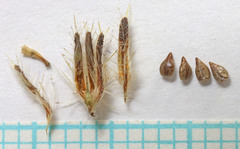 Cryptantha torreyana