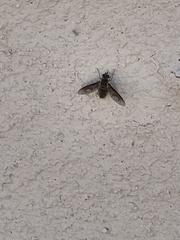 Poecilanthrax californicus