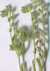 Cryptantha torreyana