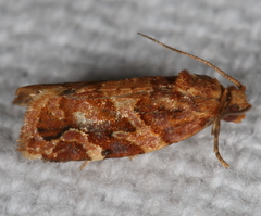 Argyrotaenia hodgesi