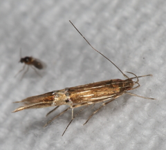 Cosmopterix scirpicola