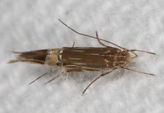 Cosmopterix scirpicola