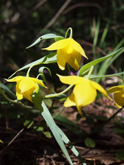 Calochortus amabilis