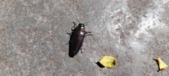 Buprestidae