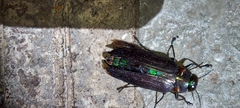 Buprestidae