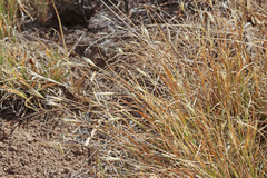 Danthonia unispicata