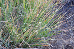 Danthonia unispicata