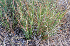 Danthonia unispicata