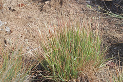 Danthonia unispicata