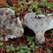 Grey Falsebolete - Photo (c) Ron Pastorino, some rights reserved (CC BY-NC), uploaded by Ron Pastorino