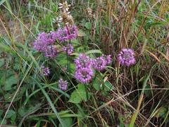 Allium thunbergii