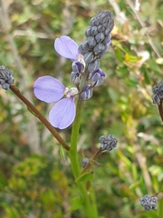Comesperma calymega