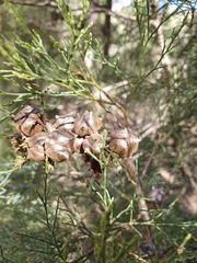 Callitris rhomboidea