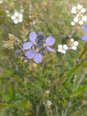 Comesperma calymega