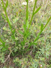 Comesperma calymega