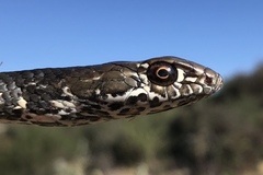 Masticophis fuliginosus