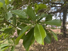 Terminalia microcarpa