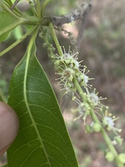 Terminalia microcarpa