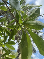 Terminalia microcarpa