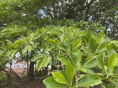 Terminalia microcarpa