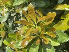 Buchanania arborescens