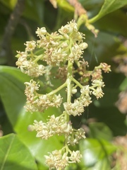 Buchanania arborescens