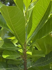 Buchanania arborescens