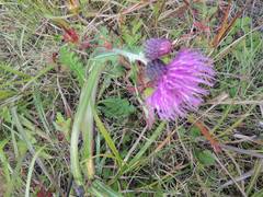 Cirsium japonicum