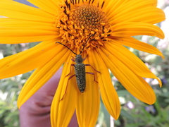 Ochraethes sulphurifer