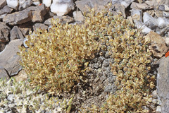 Draba sphaeroides
