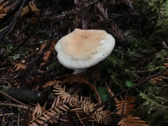 Hydnum oregonense