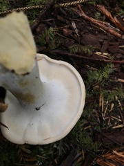 Hydnum oregonense