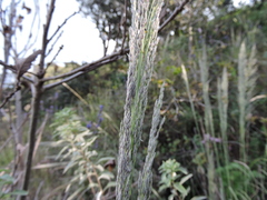 Muhlenbergia robusta