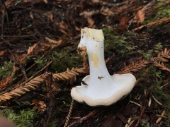 Hydnum oregonense