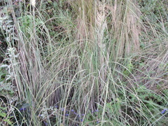 Muhlenbergia robusta
