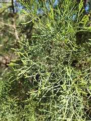 Callitris rhomboidea