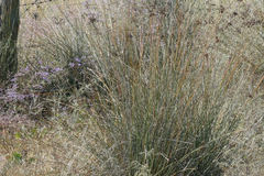Juncus maritimus