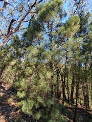 Callitris rhomboidea