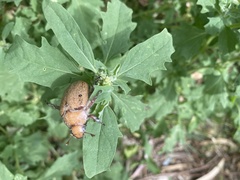Anoplognathus velutinus