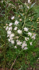 Vernonanthura tweedieana