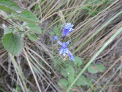 Lobelia gruina
