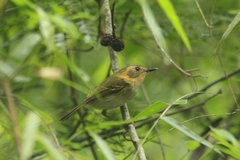 Poecilotriccus plumbeiceps