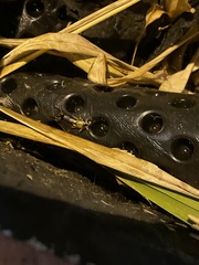 Forficula auricularia