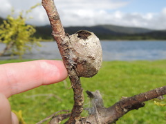 Opodiphthera eucalypti