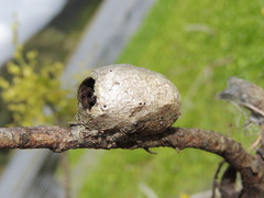 Opodiphthera eucalypti