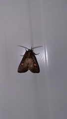 Adelphagrotis indeterminata