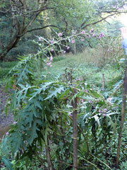 Cirsium tamastoloniferum